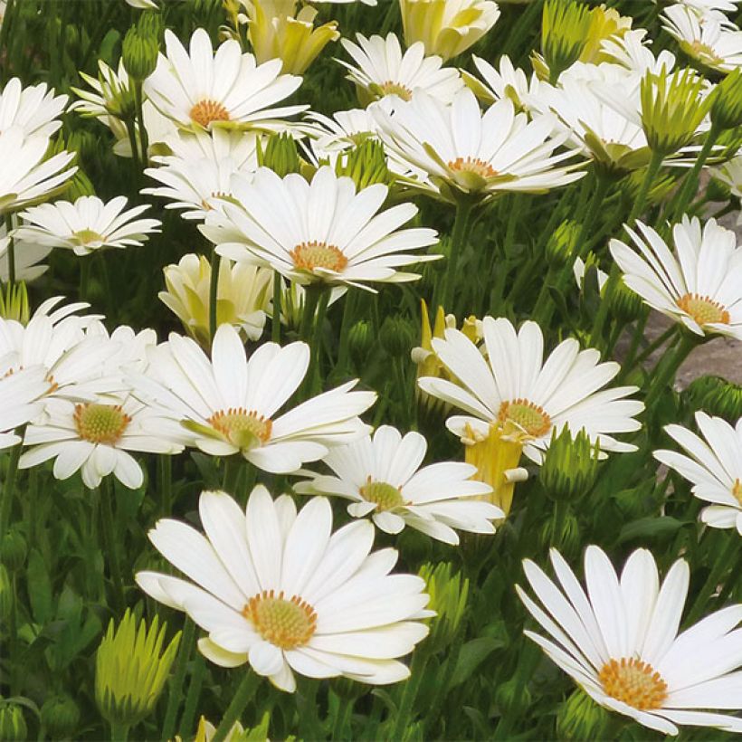 Osteospermum Summersmile Cream - Margarita del Cabo (Floración)