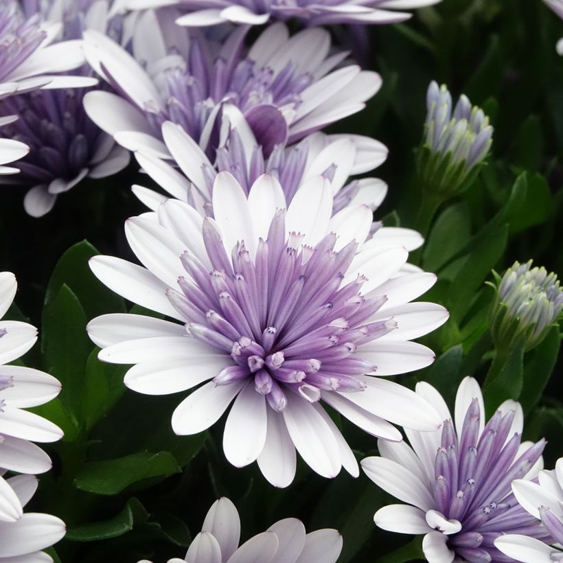 Osteospermum ecklonis 3D Steel Blue - Margarita del Cabo (Floración)