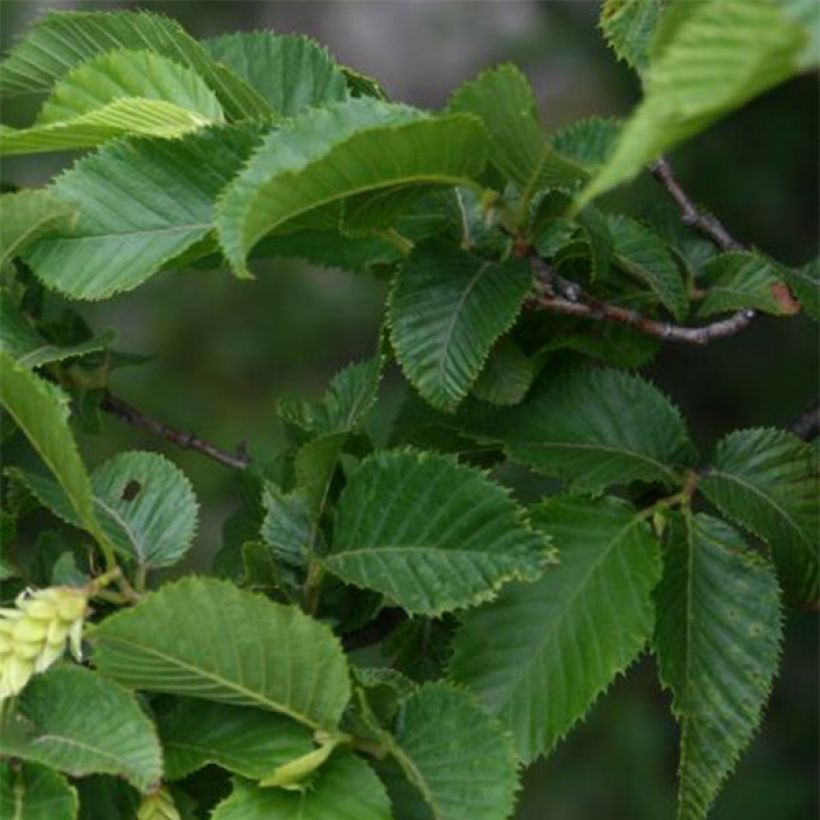 Ostrya carpinifolia - Carpe negro (Follaje)
