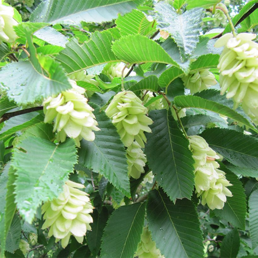 Ostrya carpinifolia - Carpe negro (Floración)