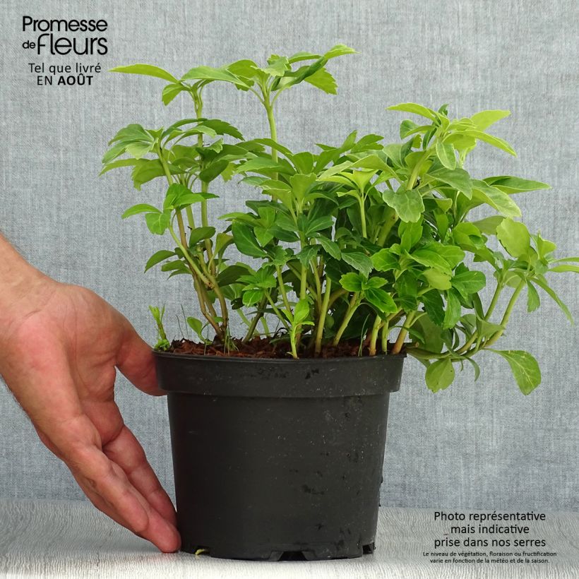 Ejemplar de Pachysandra terminalis - Diamante Maceta 2L/3L entregado en verano