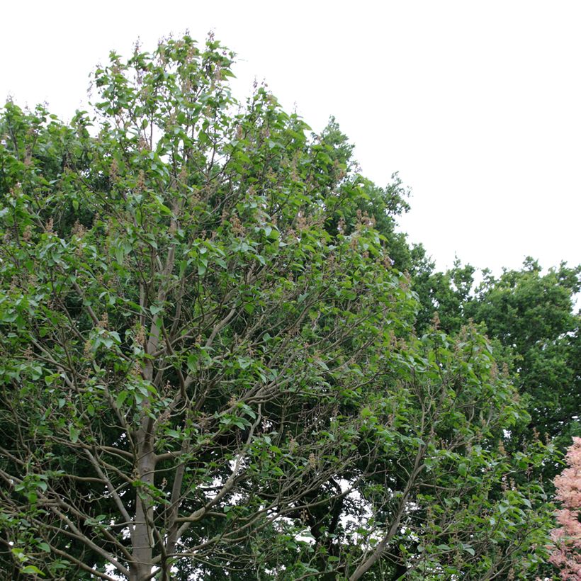 Paulownia fortunei Fast Blue Minfast (Porte)
