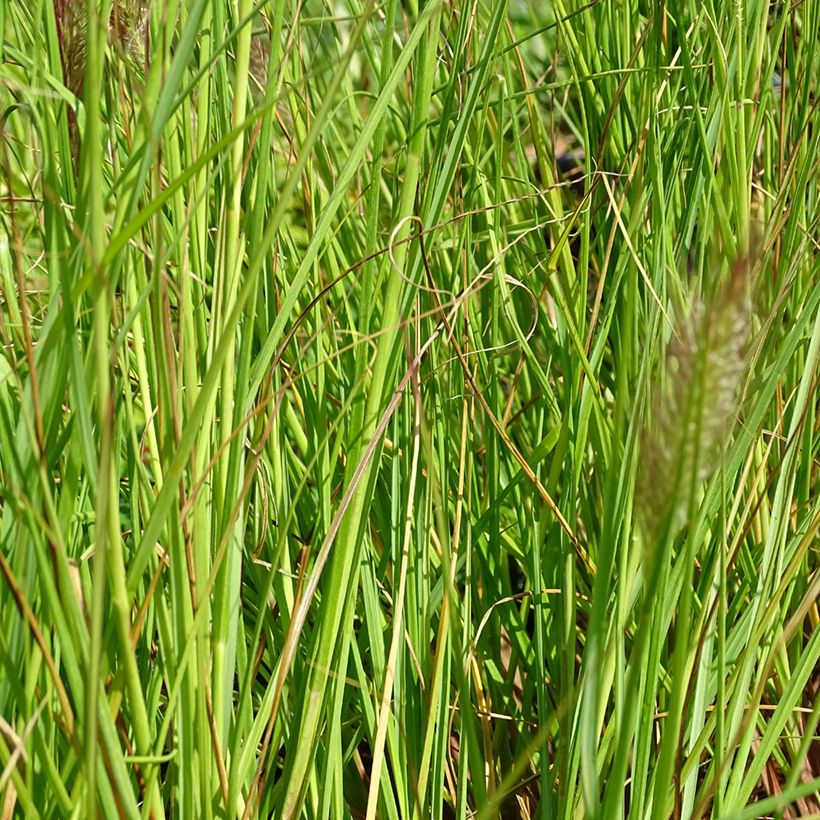 Pennisetum alopecuroïdes Cassian (Follaje)