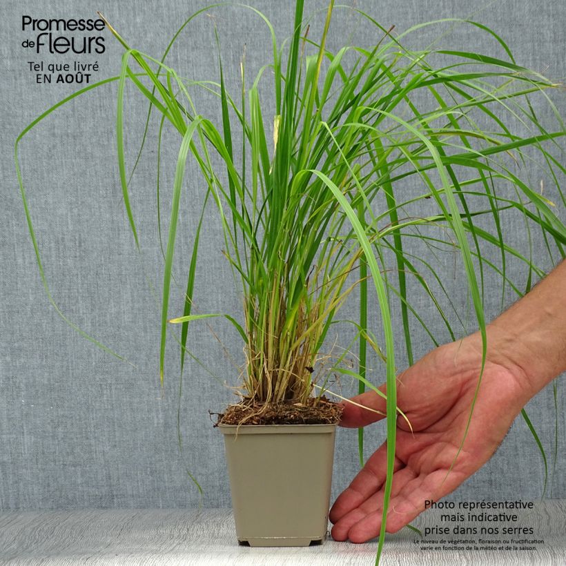 Ejemplar de Pennisetum thunbergii Maceta de 8/9 cm entregado en verano