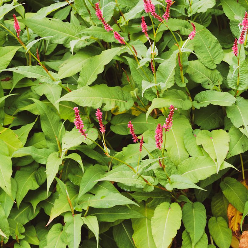 Persicaria amplexicaulis Amethyst (Follaje)