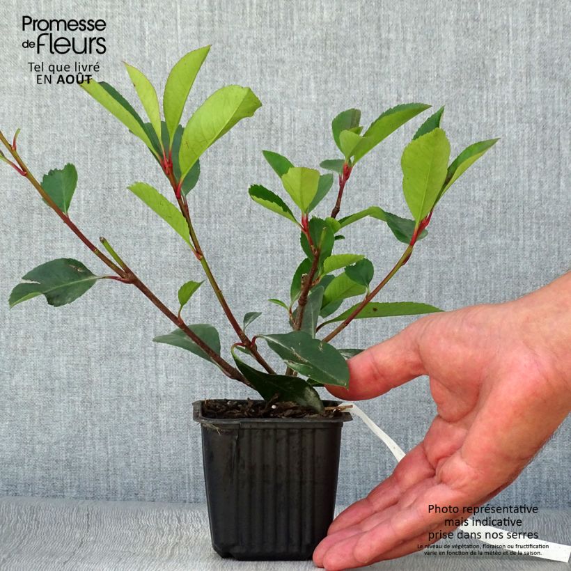 Ejemplar de Photinia fraseri Red Robin - Fotinia Maceta de 8/9 cm entregado en verano