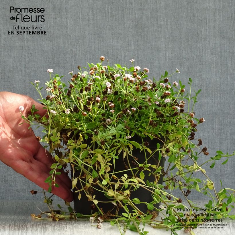 Ejemplar de Phyla nodiflora Maceta 2L/3L entregado en otoño