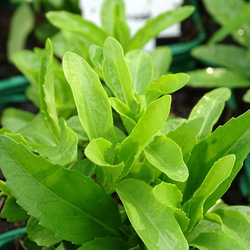 Physostegia virginiana Alba (Follaje)