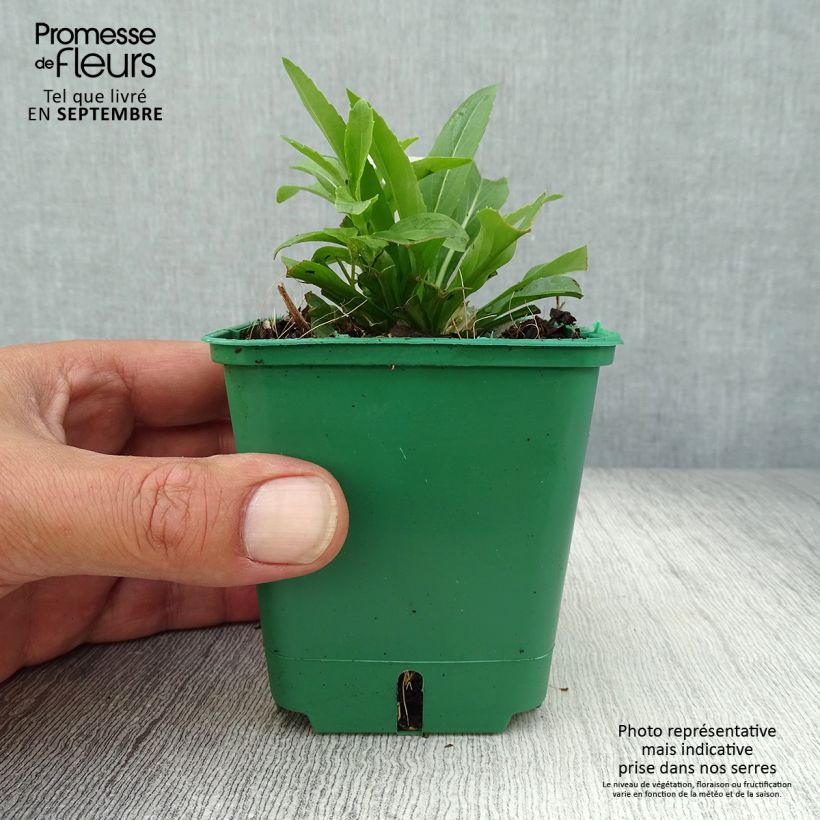 Ejemplar de Physostegia virginiana Alba Maceta de 8/9 cm entregado en otoño