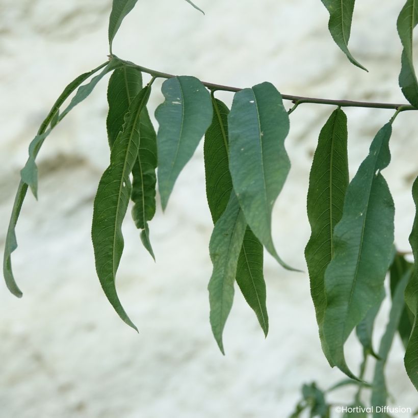 Melocotonero Golden Caesar (Follaje)