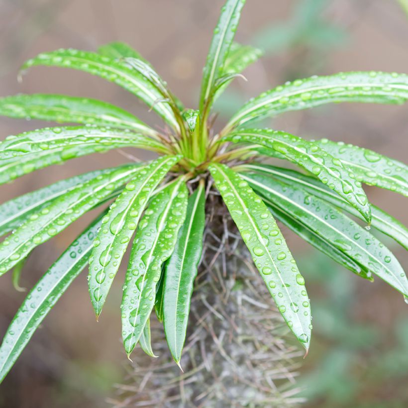 Palmera de madagascar - Pachypodium lamerei (Follaje)