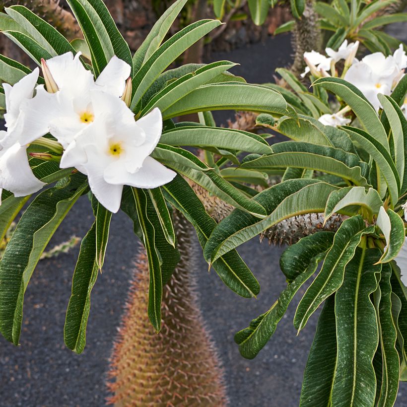 Palmera de madagascar - Pachypodium lamerei (Floración)
