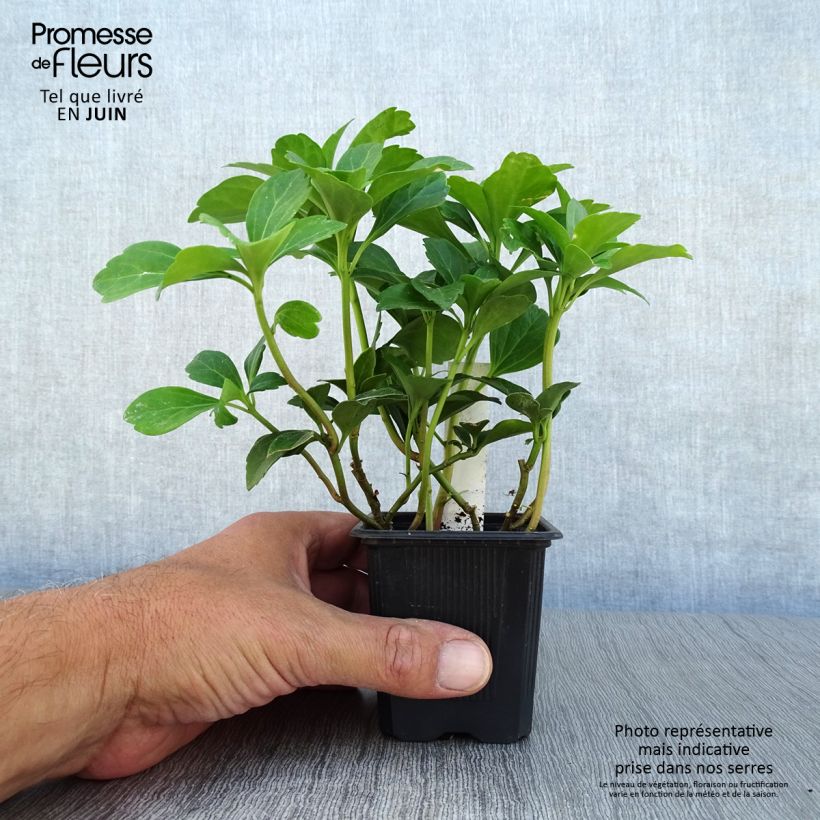 Ejemplar de Pachysandra terminalis - Diamante Maceta de 8/9 cm entregado en verano
