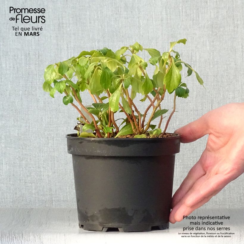 Pachysandra terminalis Green Sheen - Diamante Maceta 2L/3L Ejemplar entregado en la primavera