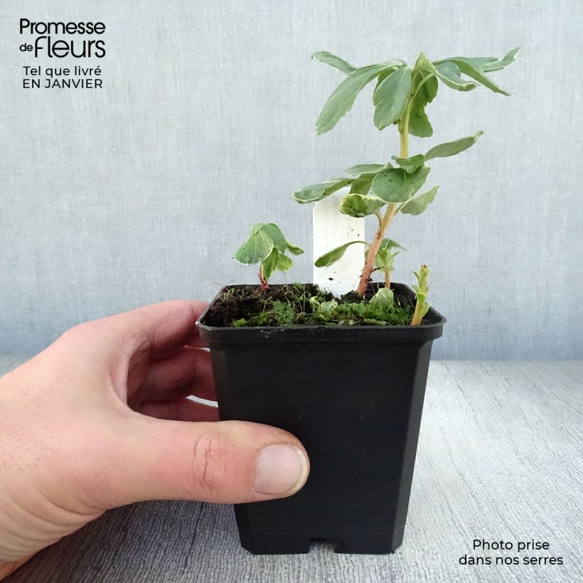 Pachysandra terminalis Variegata - Diamante Maceta de 8/9 cm Ejemplar entregado en invierno