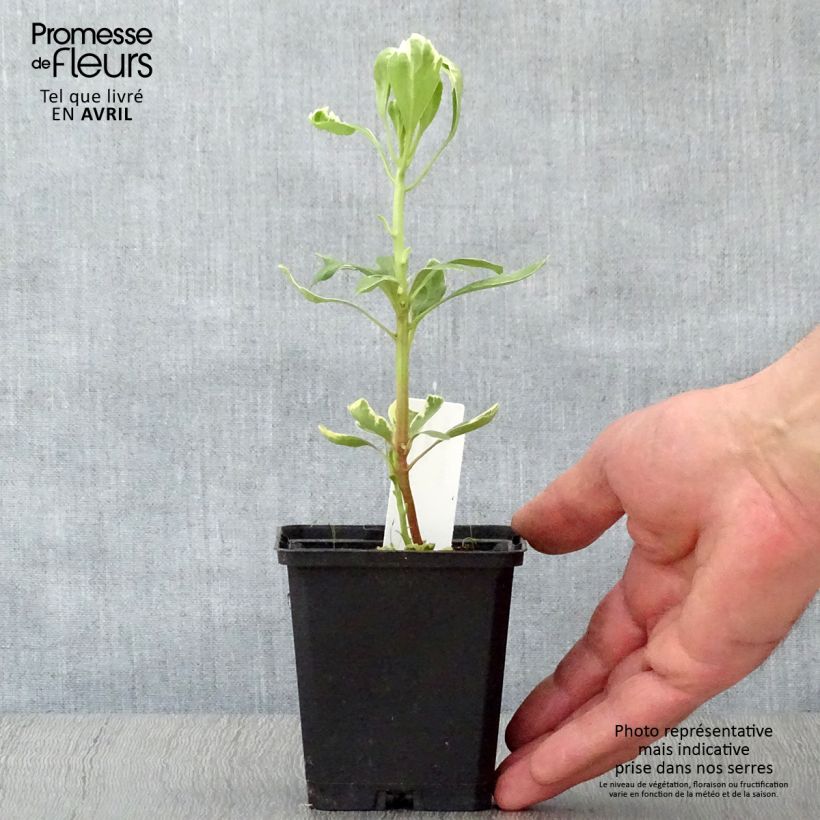 Pachysandra terminalis Variegata - Diamante Maceta de 8/9 cm Ejemplar entregado en la primavera