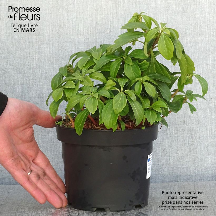 Pachysandra terminalis - Diamante Maceta 2L/3L Ejemplar entregado en invierno