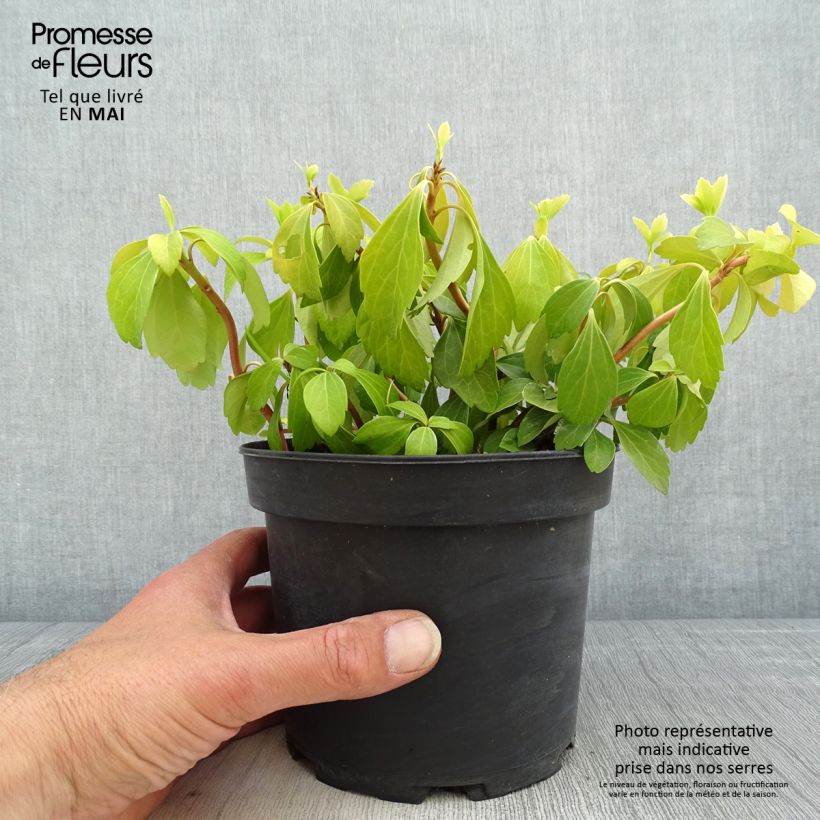 Pachysandra terminalis - Diamante Maceta 2L/3L Ejemplar entregado en la primavera