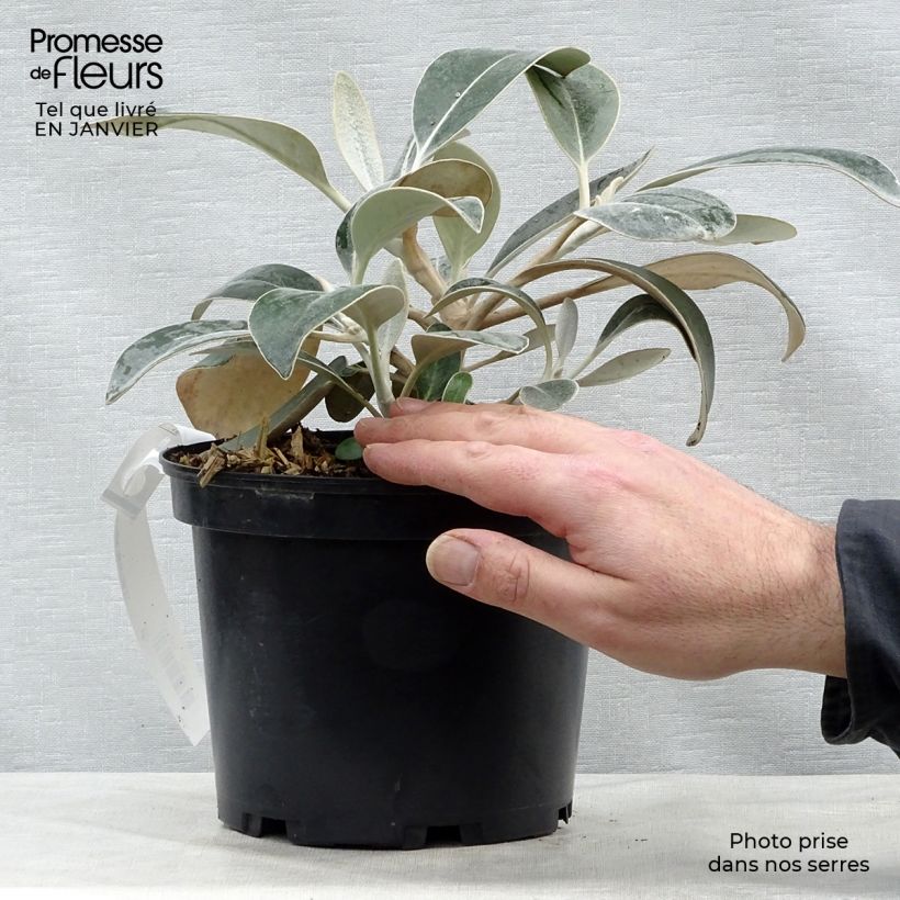 Pachystegia insignis Daizea Hardec Maceta 2L/3L Ejemplar entregado en invierno