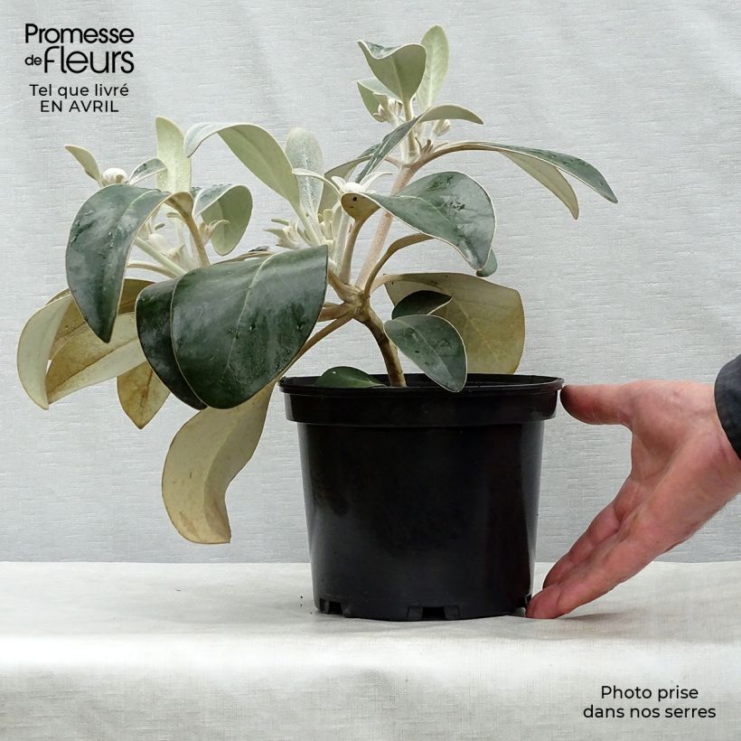 Pachystegia insignis Daizea Hardec Maceta 2L/3L Ejemplar entregado en la primavera