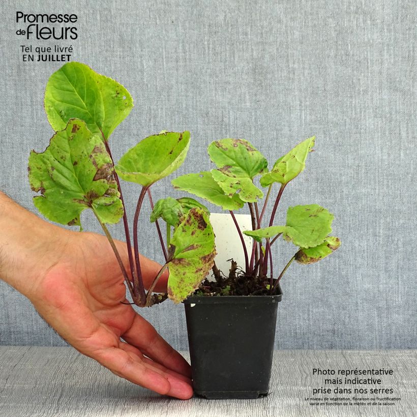 Ejemplar de Packera aurea Maceta de 8/9 cm entregado en verano