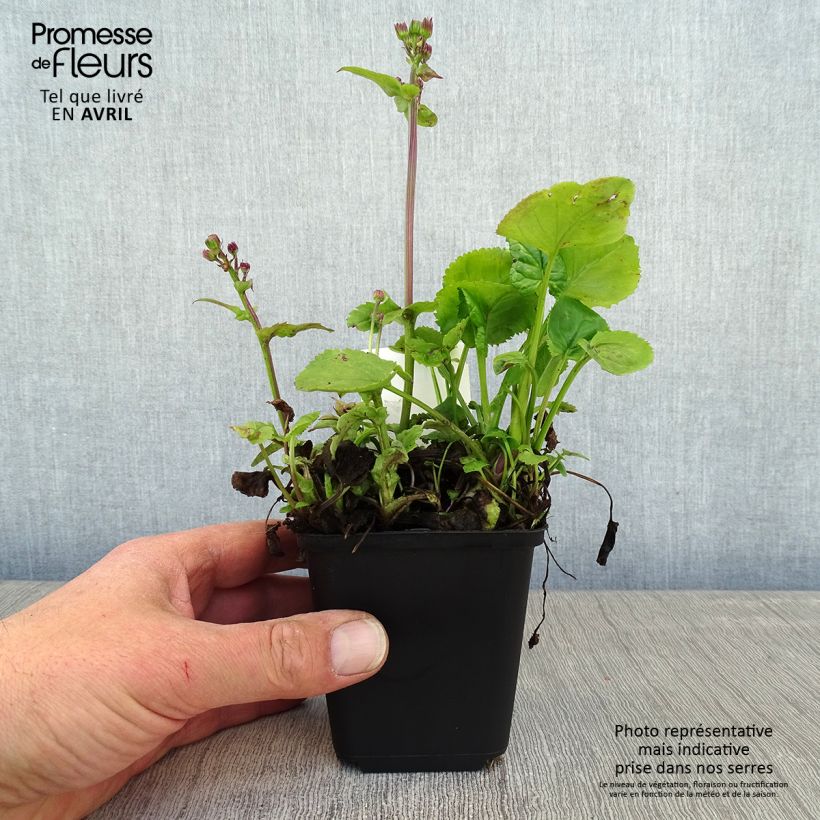 Packera aurea Maceta de 8/9 cm Ejemplar entregado en la primavera