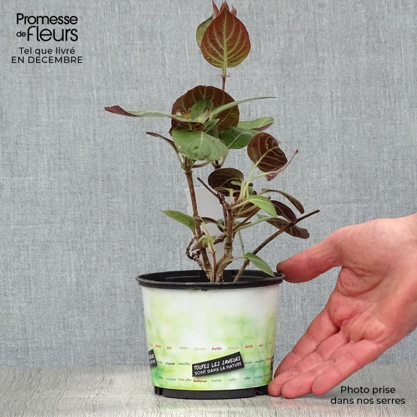 Planta de queso - Paederia lanuginosa Maceta 1L/1,5L Ejemplar entregado en invierno