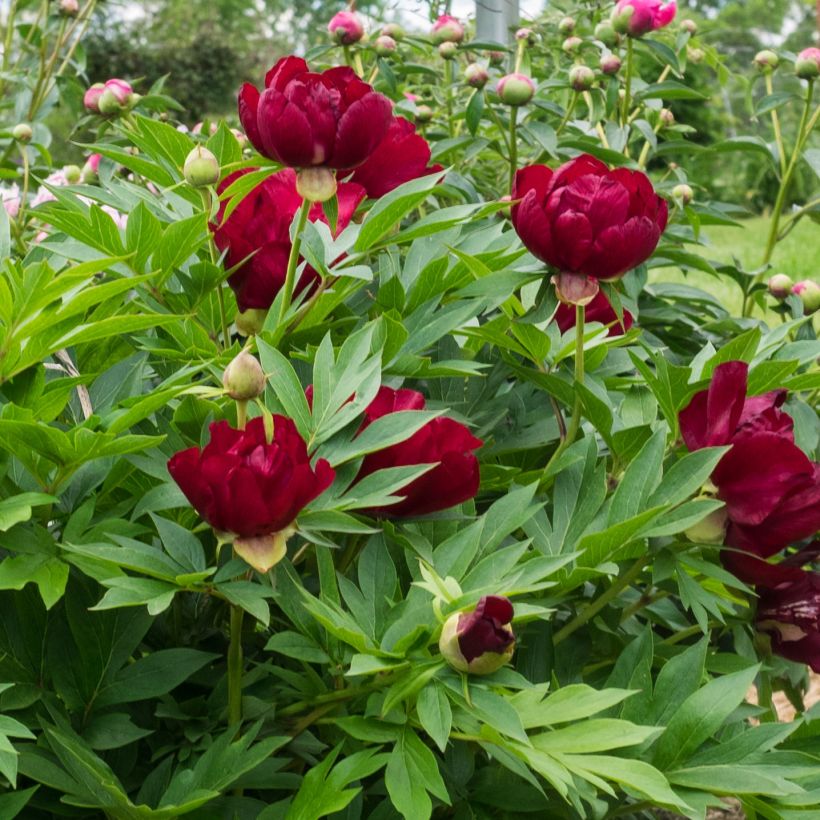 Peonia Itoh Scarlet Heaven (Floración)