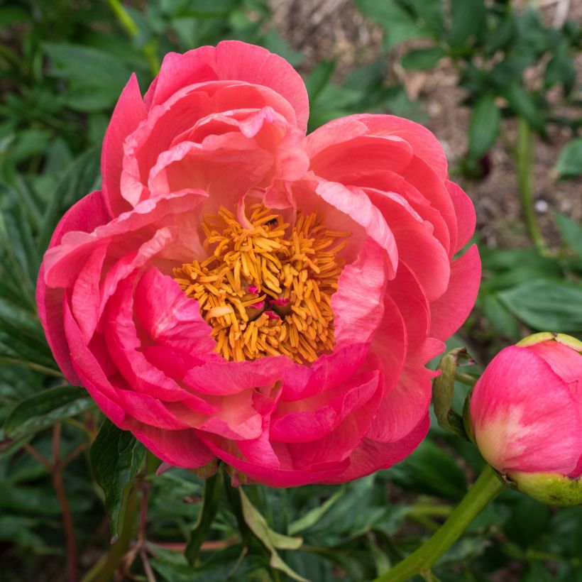 Peonia lactiflora Coral Charm (Floración)