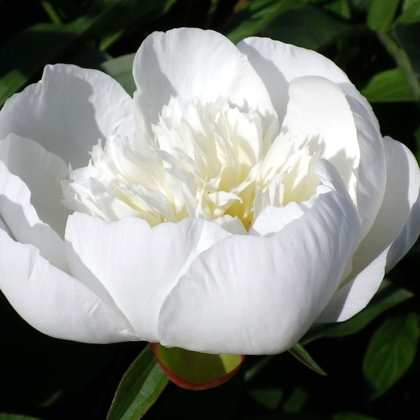 Peonia lactiflora Immaculée (Floración)