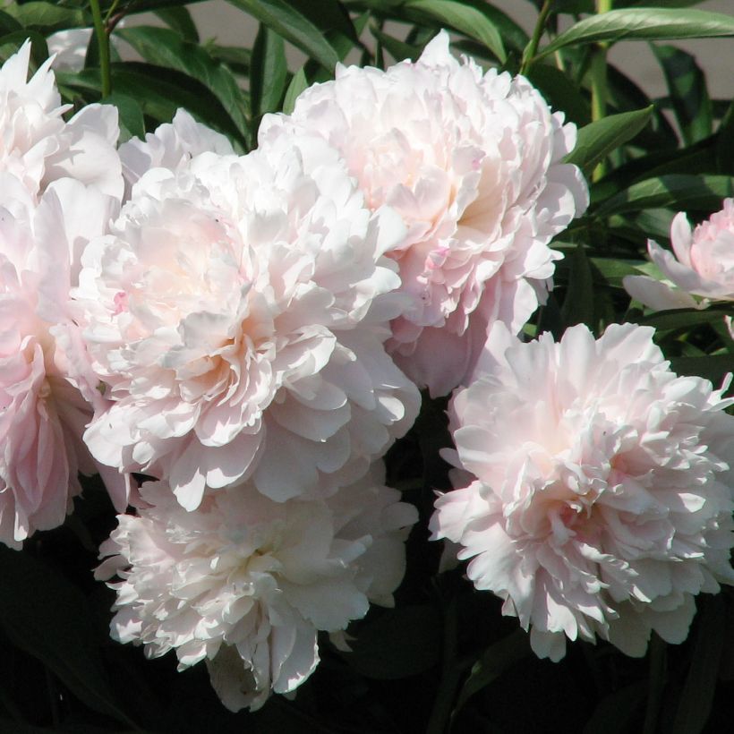 Peonia lactiflora Madame Calot (Floración)