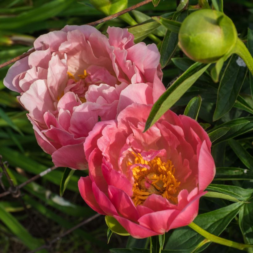 Peonia lactiflora Pink Hawaiian Coral (Floración)