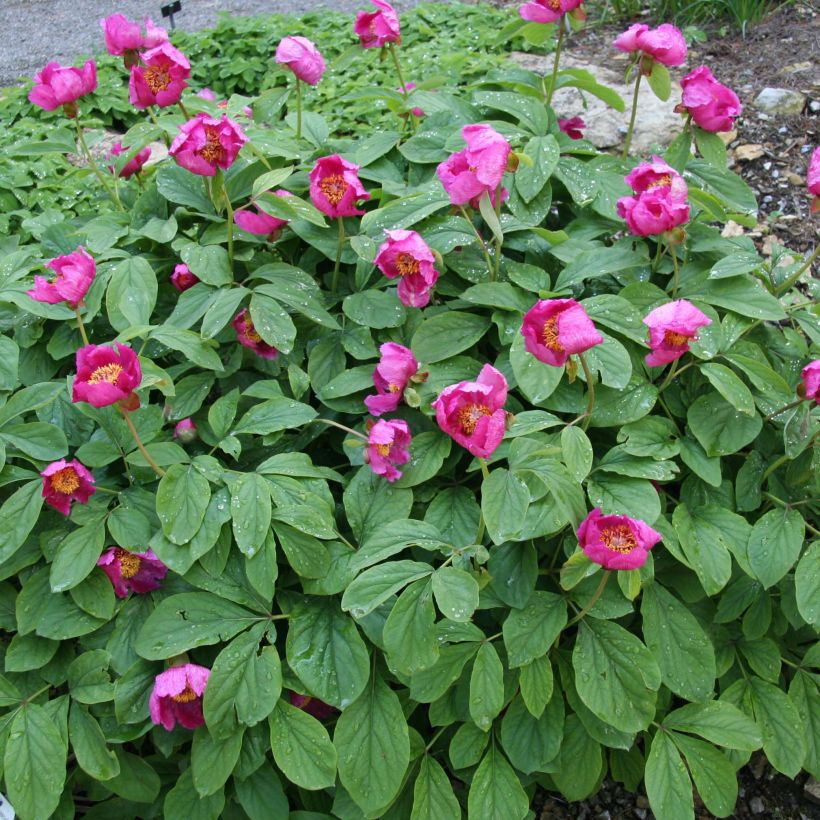 Peonia mascula (Porte)