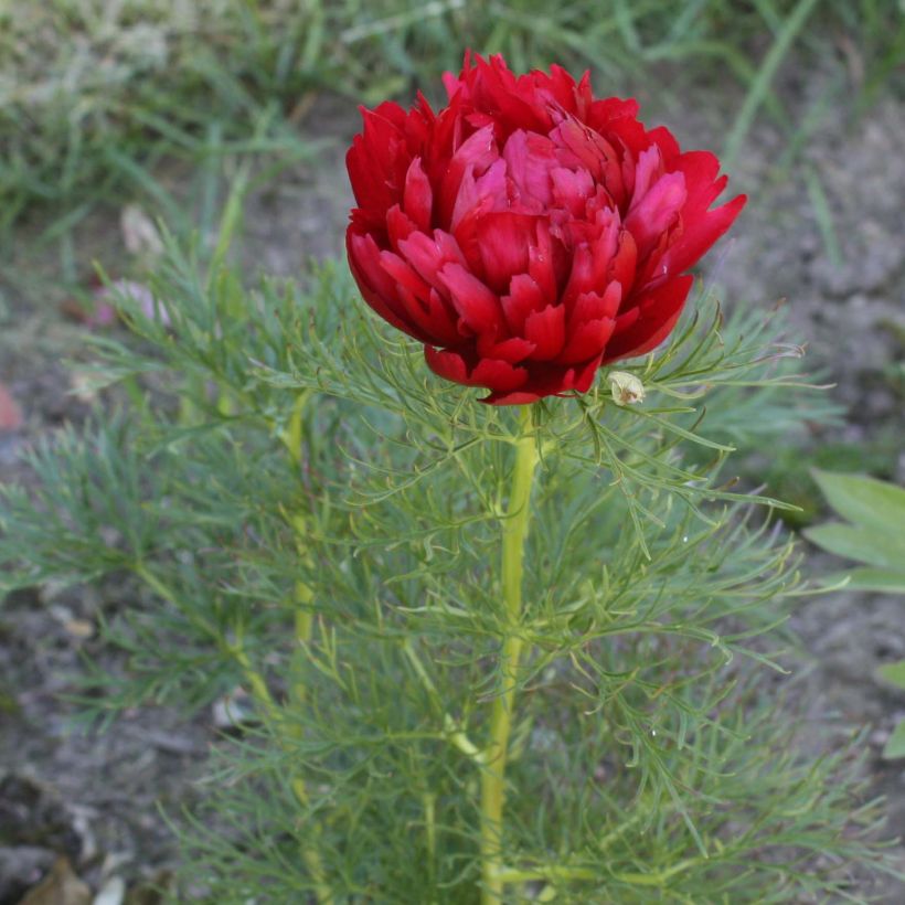 Peonía tenuifolia Plena (Floración)