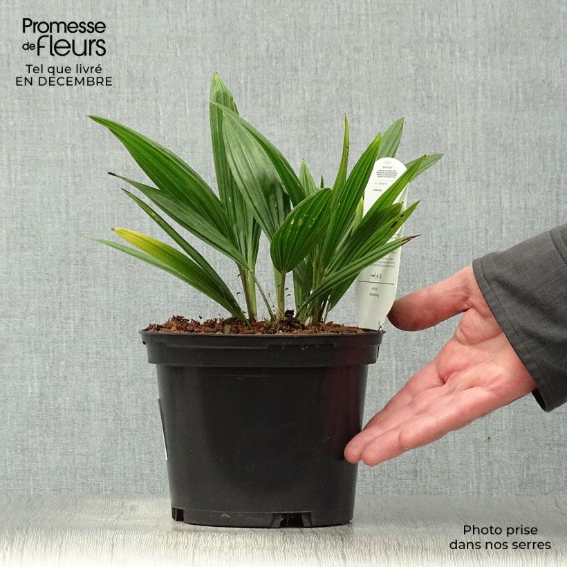Palmito elevado - Trachycarpus fortunei Maceta 2L/3L Ejemplar entregado en invierno