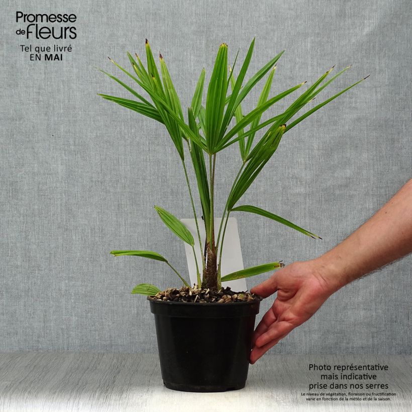 Palmito elevado - Trachycarpus fortunei Maceta 2L/3L Ejemplar entregado en la primavera