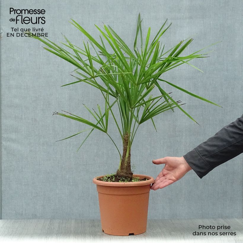Palmito elevado - Trachycarpus fortunei Maceta 6L/7L Ejemplar entregado en invierno