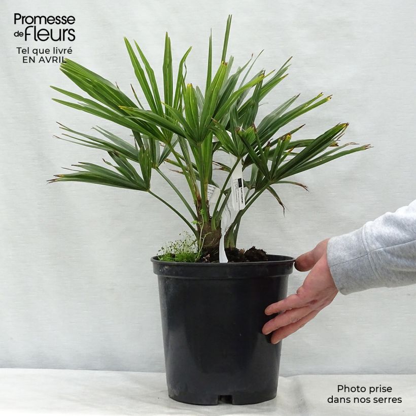 Palmito elevado - Trachycarpus fortunei Maceta 6L/7L Ejemplar entregado en la primavera