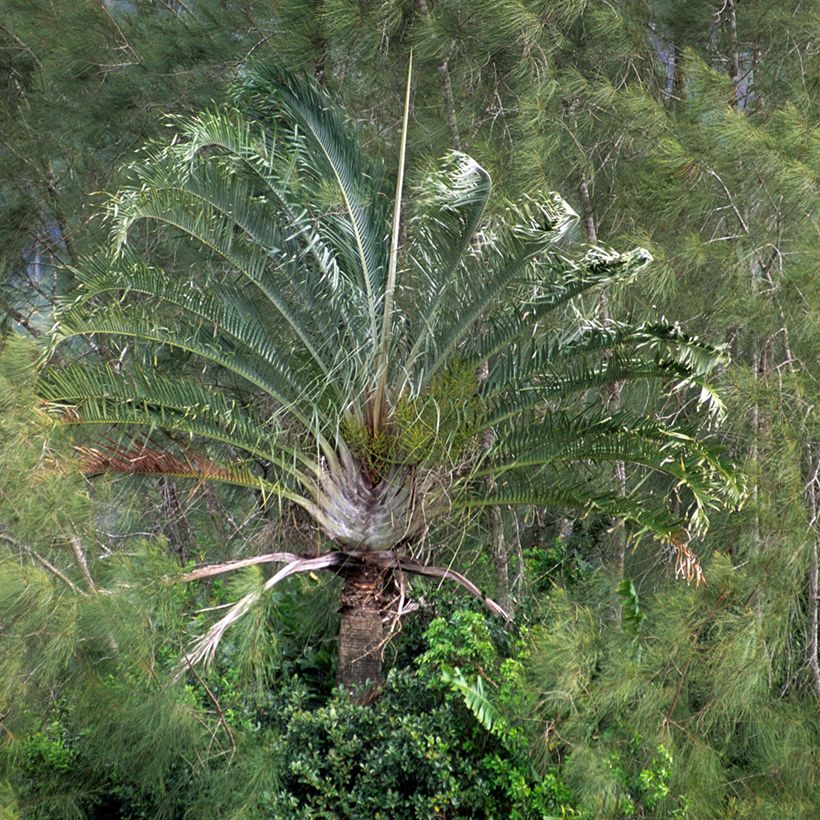 Dypsis decaryi - Palmera triangular (Porte)