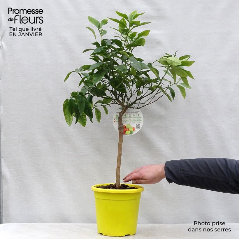Pamplemusa - Citrus maxima Maceta 3L/4L, 1/4 tallo Ejemplar entregado en invierno