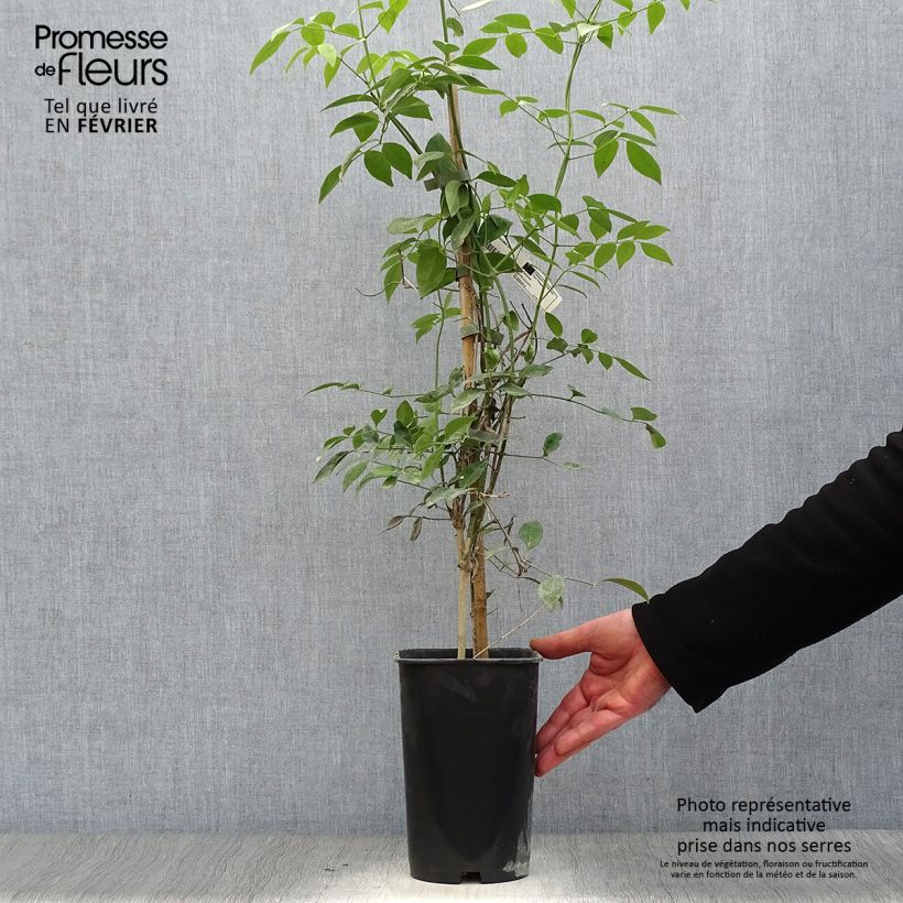 Pandorea jasminoïdes Alba - Bignonia blanca Maceta 2L/3L Ejemplar entregado en invierno