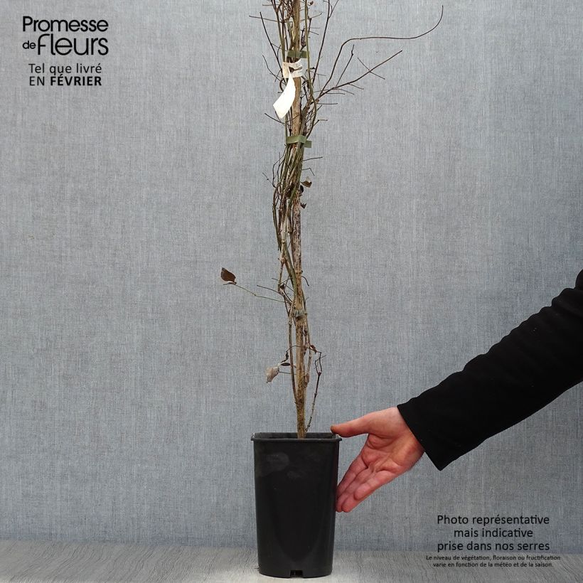 Pandorea jasminoïdes Rosea Maceta 2L/3L Ejemplar entregado en invierno