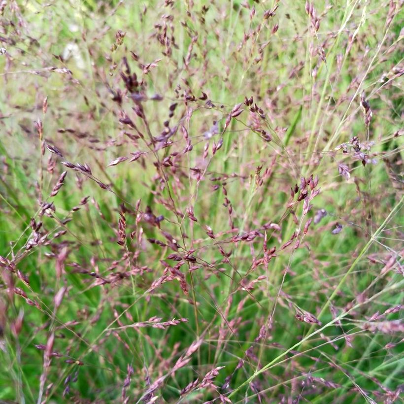 Panicum virgatum Purple Tears - Pasto varilla (Floración)