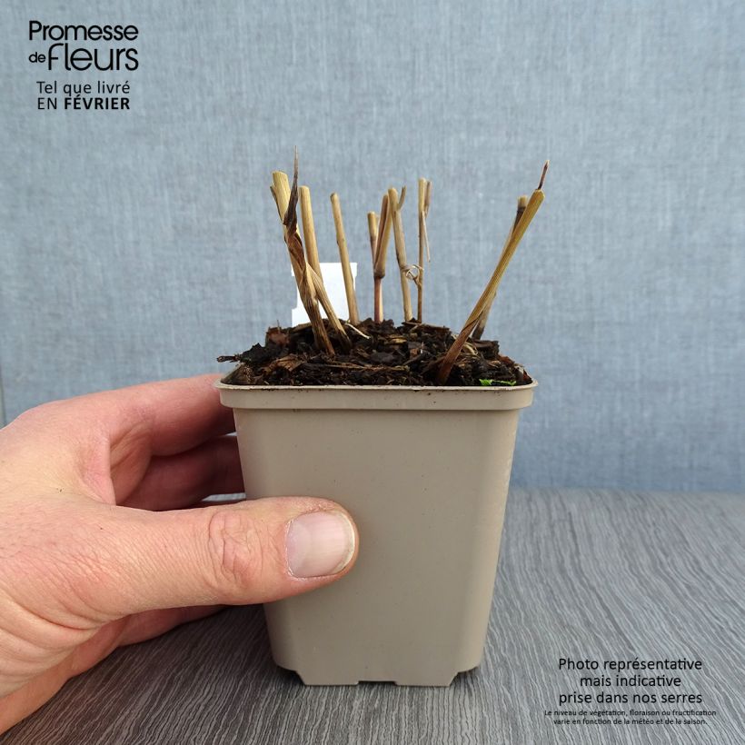 Panicum virgatum Blue Darkness Maceta de 8/9 cm Ejemplar entregado en invierno