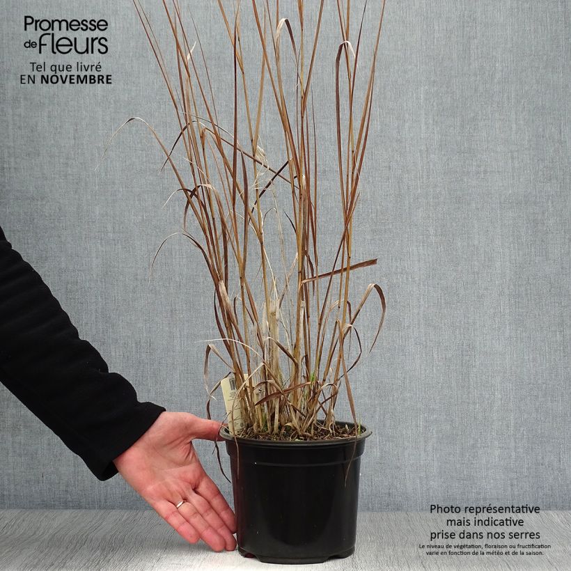 Ejemplar de Panicum virgatum Cloud Nine Maceta 1L/1,5L entregado en otoño