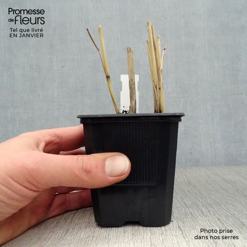 Panicum virgatum Dallas Blues Maceta de 8/9 cm Ejemplar entregado en invierno