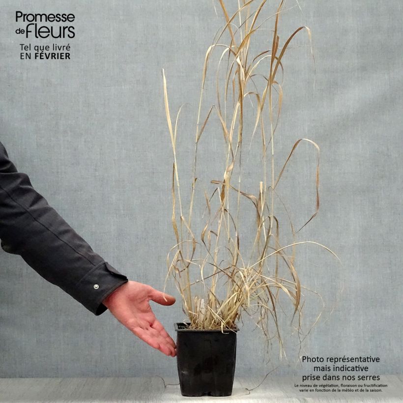 Panicum virgatum Dallas Blues Maceta 2L/3L Ejemplar entregado en invierno