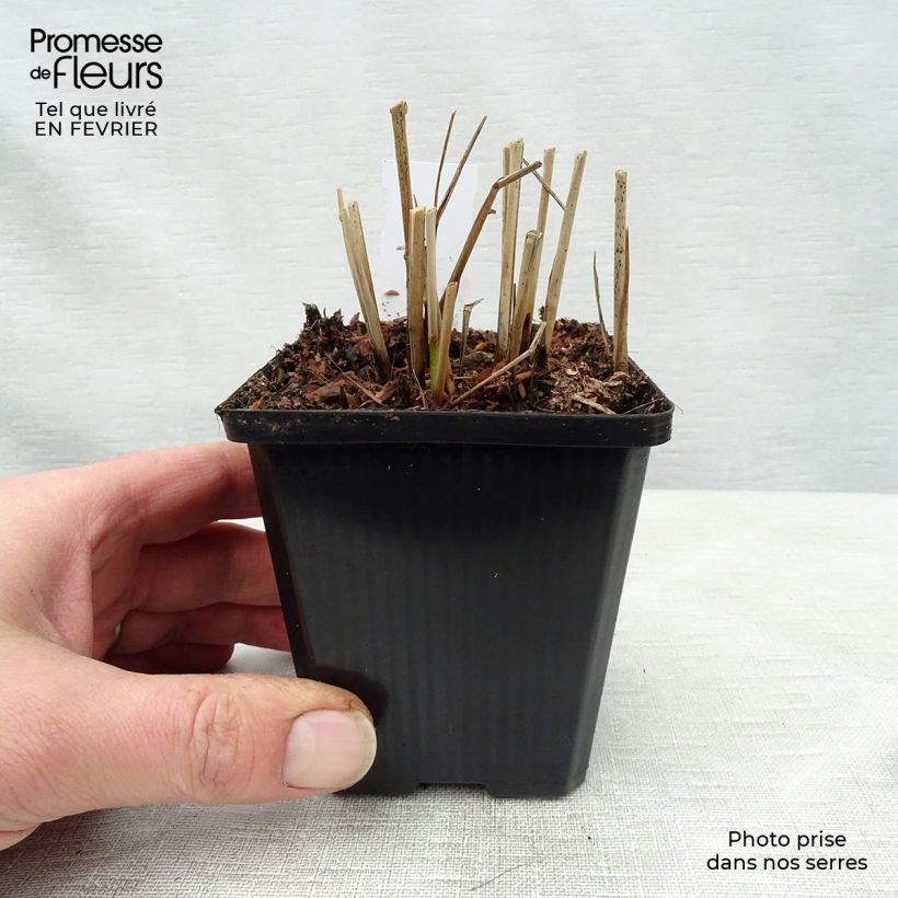 Panicum virgatum Hanse Herms Maceta de 8/9 cm Ejemplar entregado en invierno