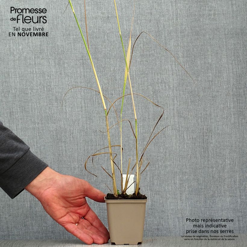 Ejemplar de Panicum virgatum Heavy Metal Maceta de 8/9 cm entregado en otoño