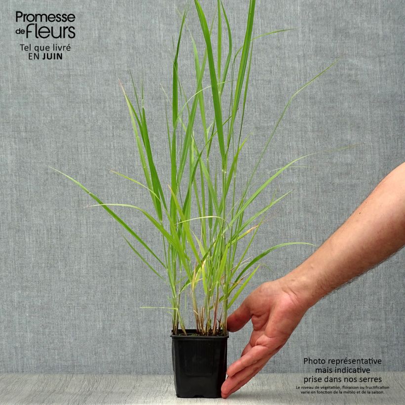 Ejemplar de Panicum virgatum Heavy Metal Maceta de 8/9 cm entregado en verano